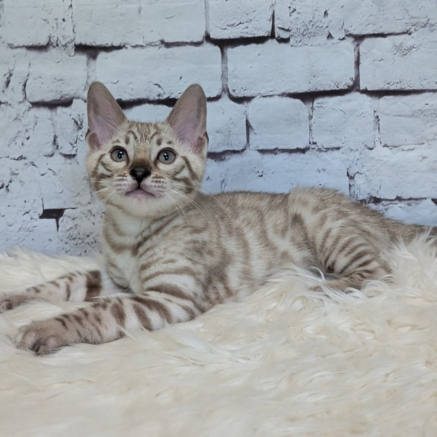 Alvin Bengal male, black silver spotted tabby pointed