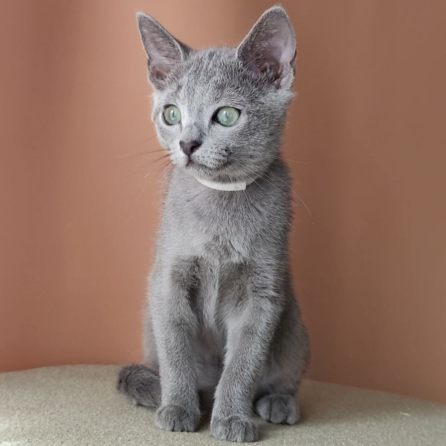Calypso Russian Blue female, blue