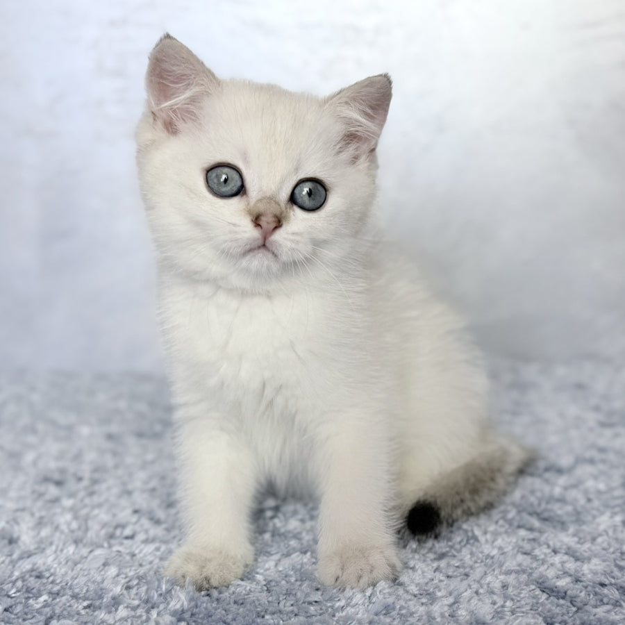 Josef Scottish Straight female, black golden shaded pointed