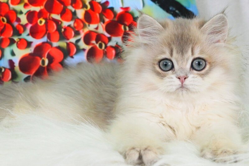 Peach British Longhair male, blue golden shaded