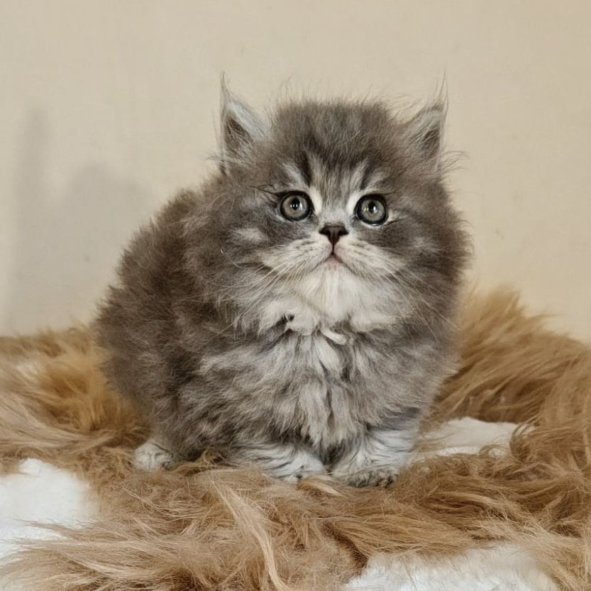 Kolin Scottish Straight male, blue spotted tabby