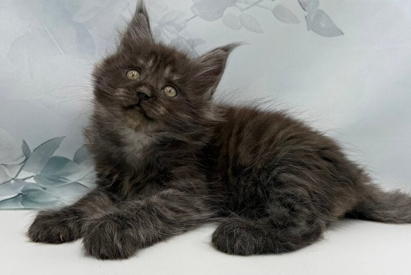 Angor Maine Coon male, black silver