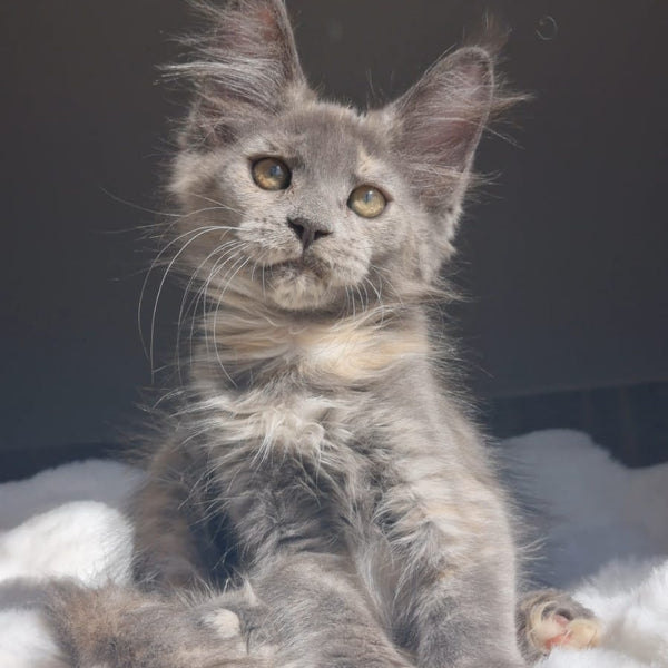 Penelope Maine Coon female, blue tortie