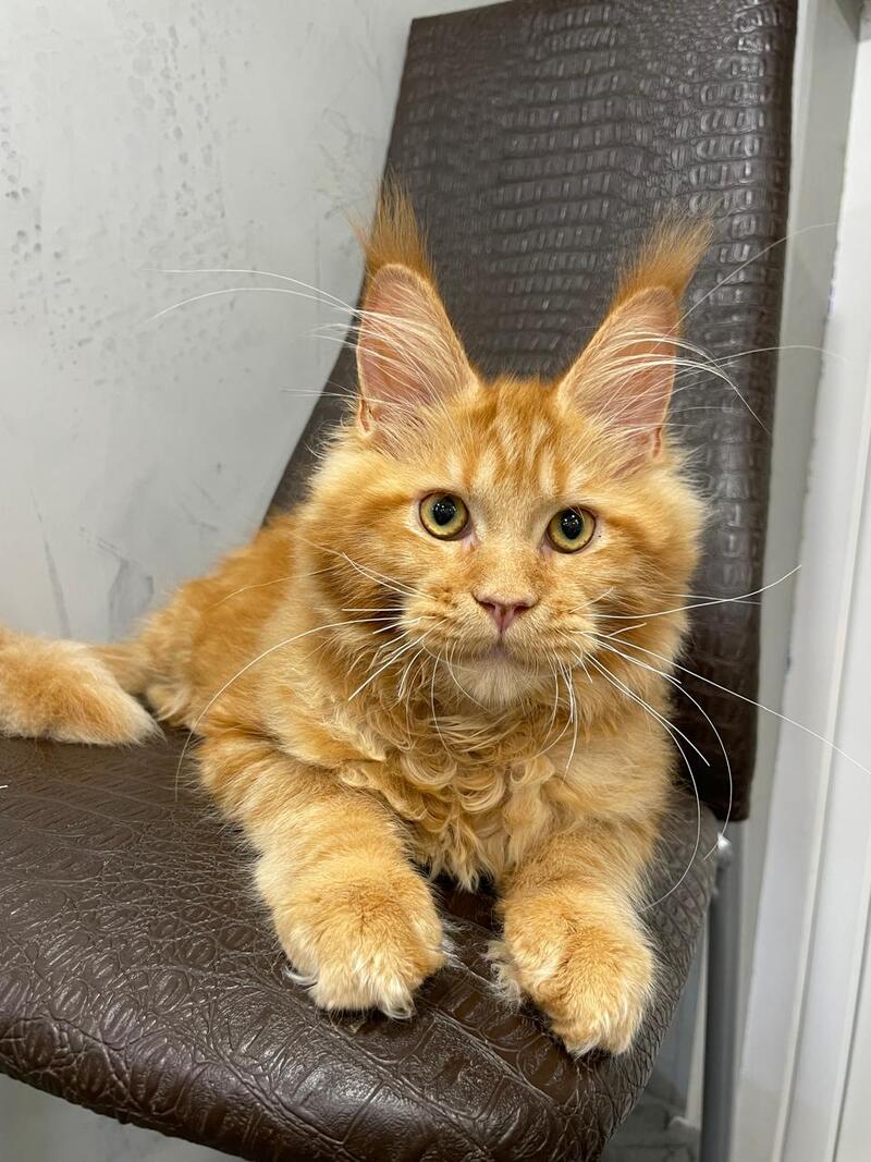 Jaguar Maine Coon male, red