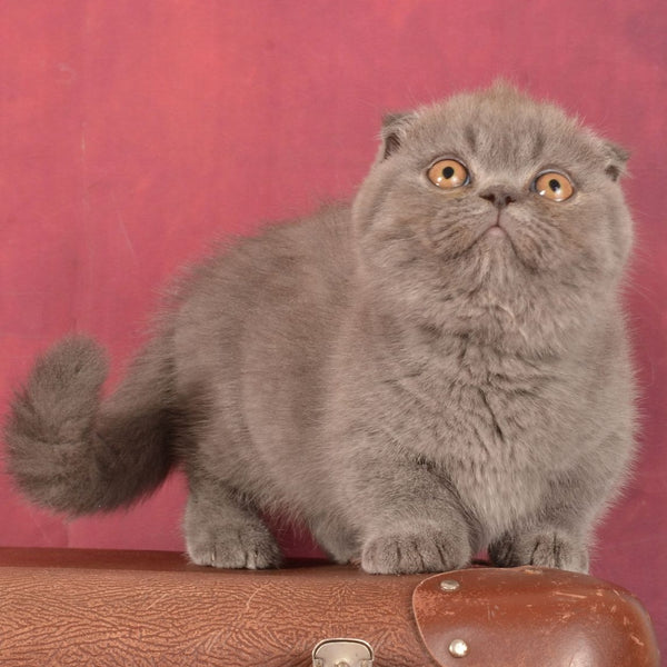 Muffin Munchkin male, blue