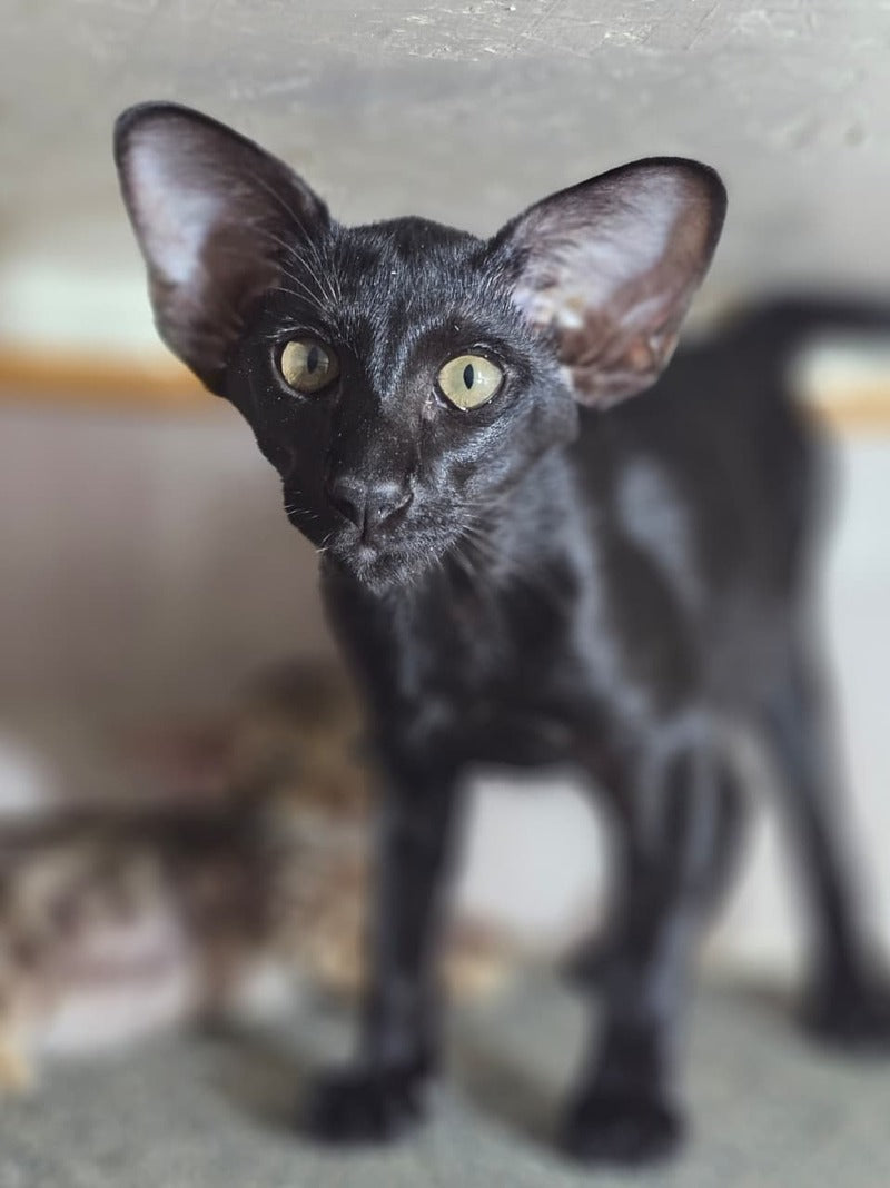 WolfCat Oriental Shorthair male, black