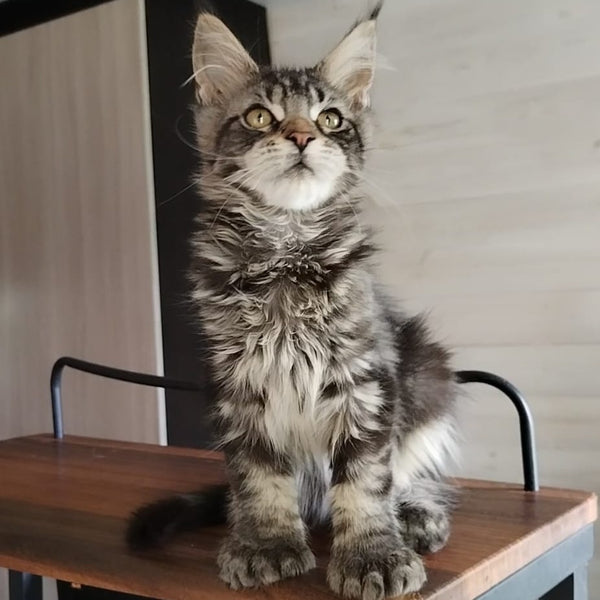 Yvaine Maine Coon polydactyl 6x6x6x6 female, black tabby