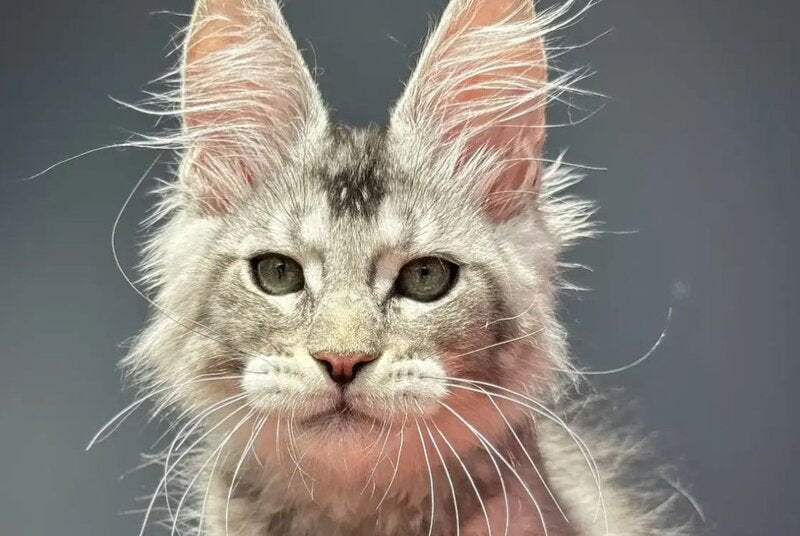 Alex Maine Coon male, black silver ticked tabby