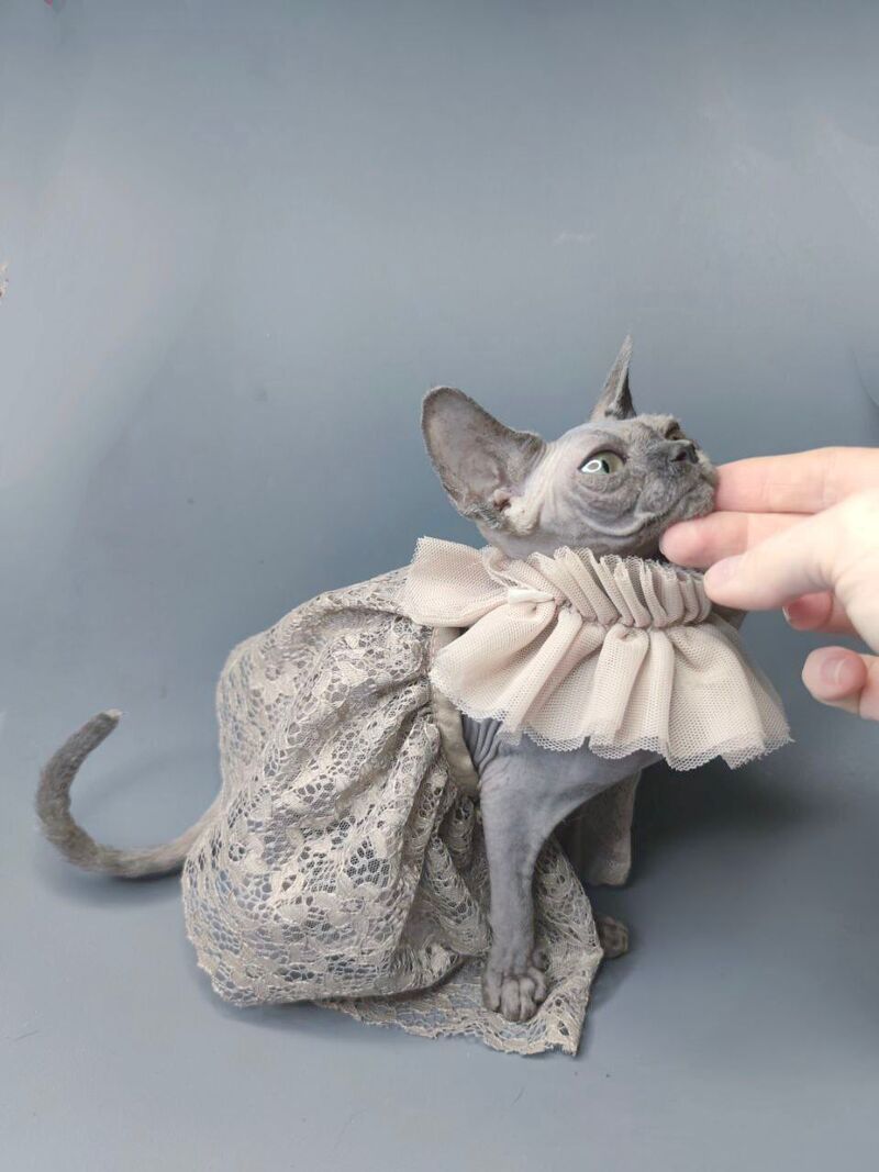 Davinci Vida Canadian Sphynx female, black
