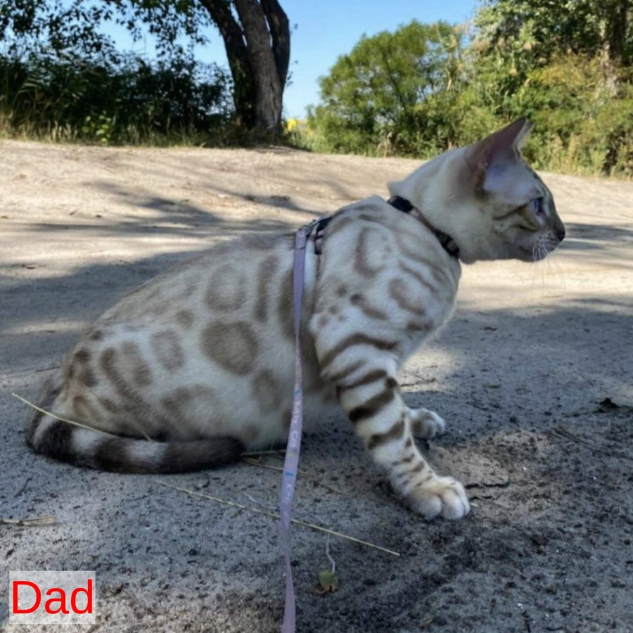 Wendy Bengal female, black spotted tabby