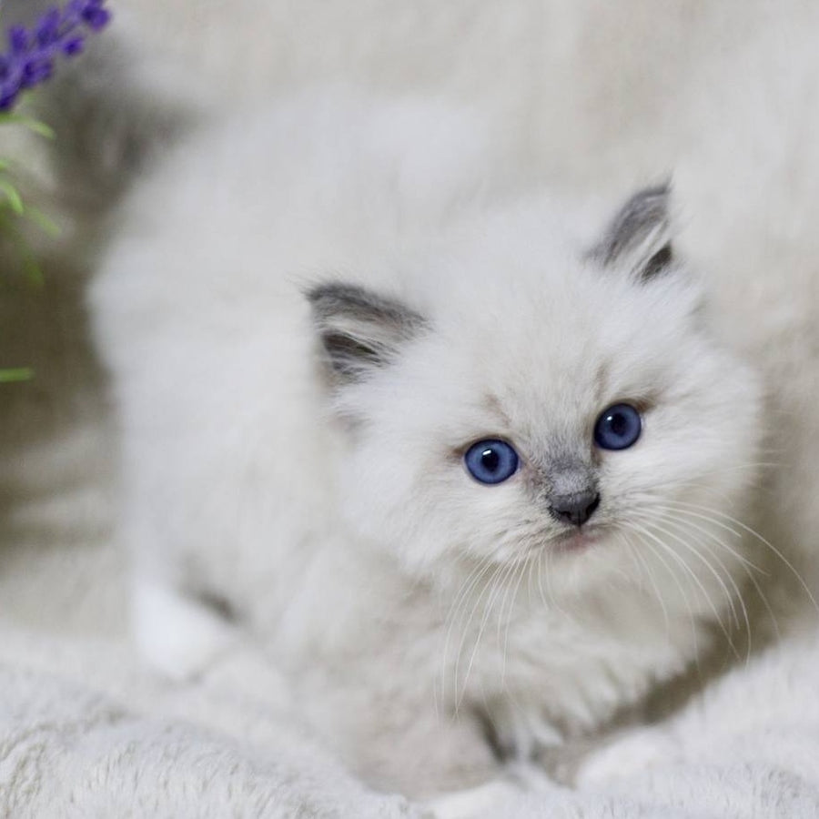 Royce Ragdoll male, blue mitted