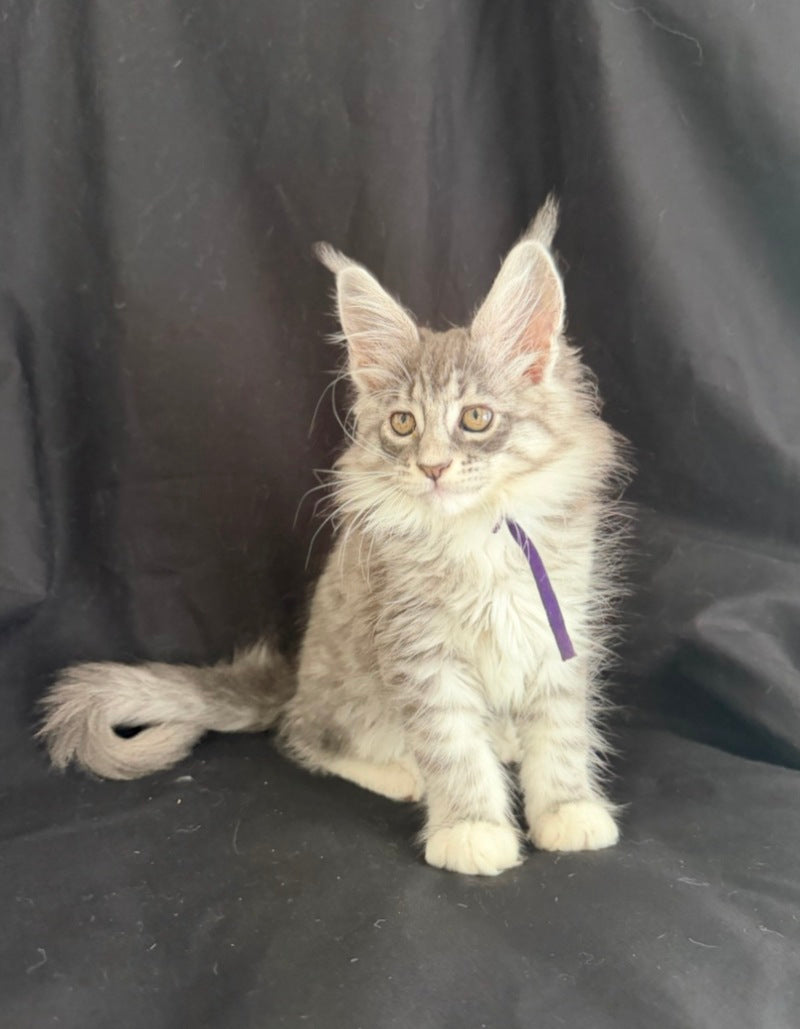 Zibo Maine Coon male, blue silver tabby with white