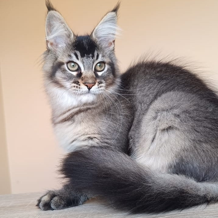 Elif Maine Coon female, black ticked tabby