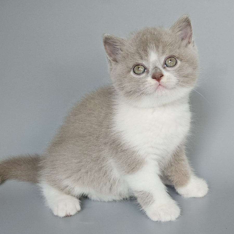 Bruno British Shorthair male, fawn bicolour