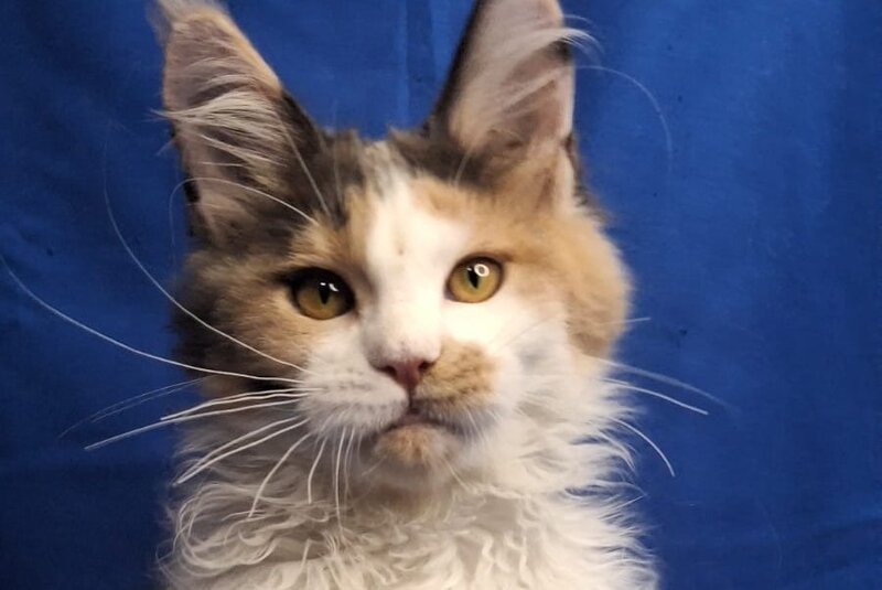 Ingrid Maine Coon female, black tortie silver tabby bicolour