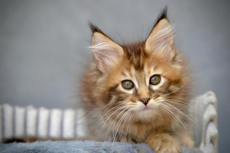 Vanilla Maine Coon female black tortie with white tabby live animals