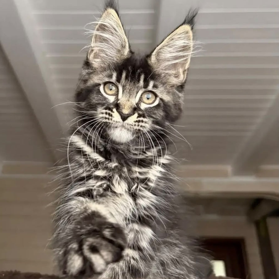 Chilli Maine Coon female, black tabby