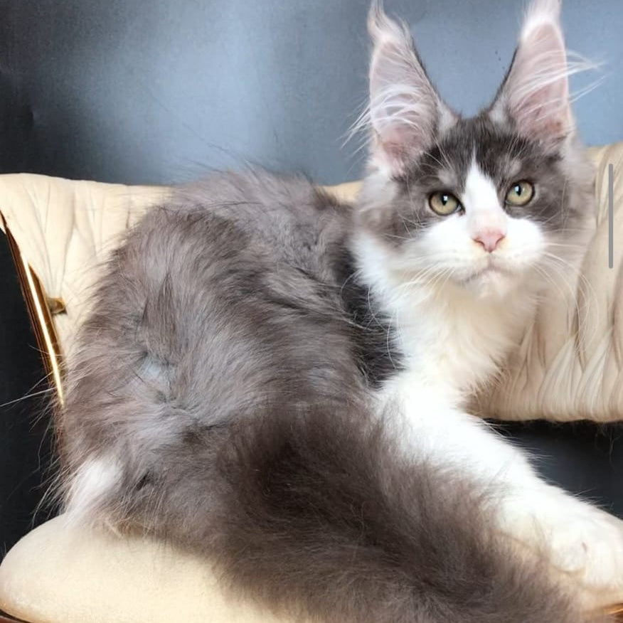 Casanova Maine Coon male, black silver bicolour