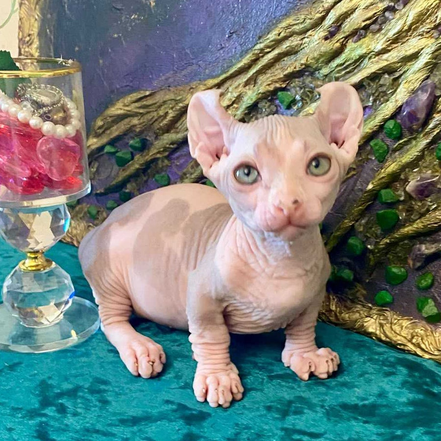 Lucky Dwelf male, blue tabby