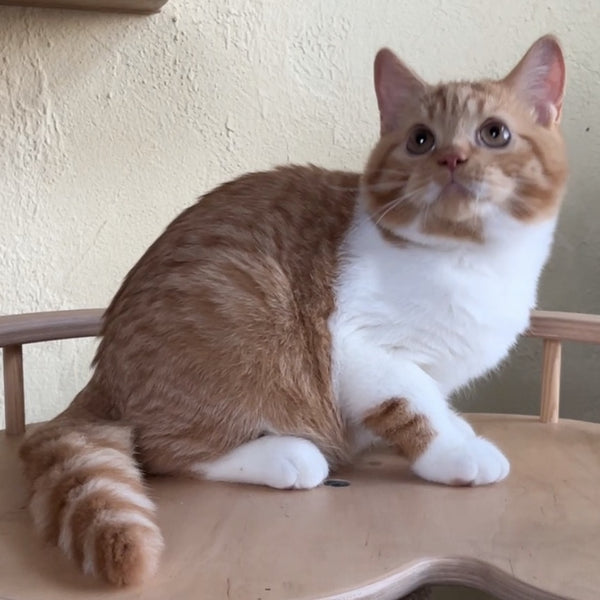 Demian British Shorthair male, red bicolour