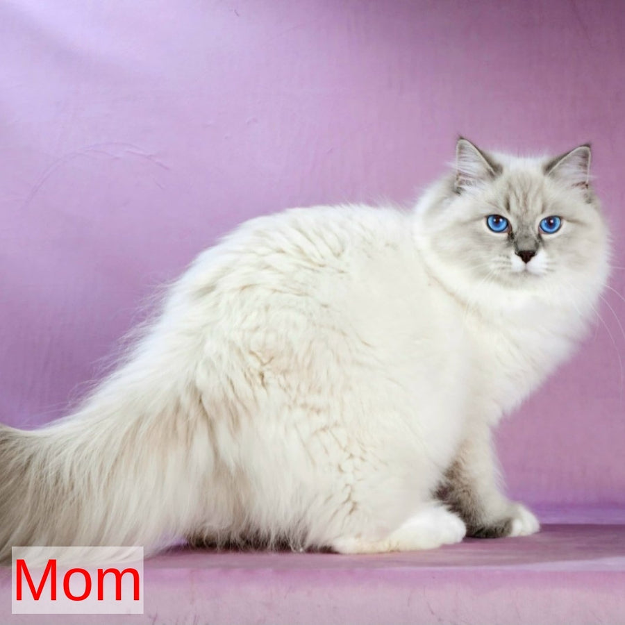 Nummarius Siberian male, blue bicolour tabby pointed