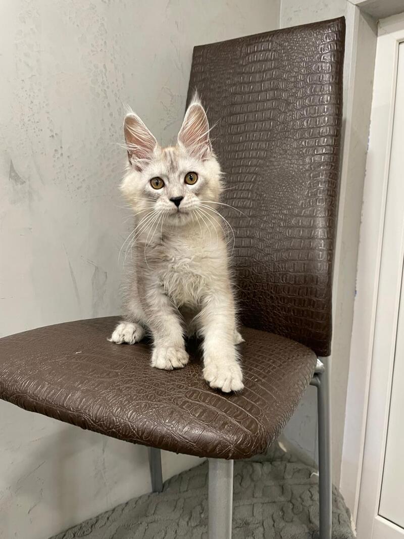 King Maine Coon male, black silver ticked tabby