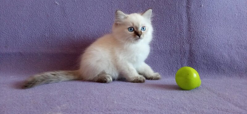 Cecero Neva Masquerade male, blue tabby