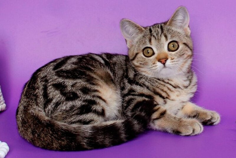 Kelly British Shorthair female, black silver tabby