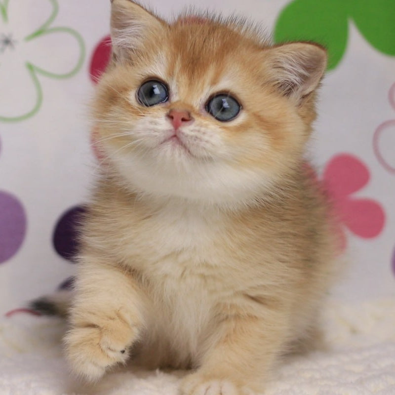 Ariel British Shorthair female, black golden chinchilla