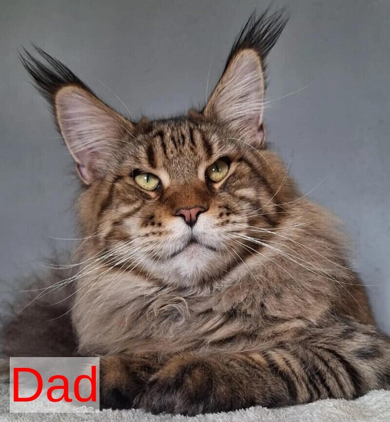 Joker Maine Coon male, black silver spotted tabby