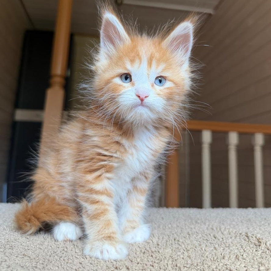 Aiden Maine Coon male, red tabby with white