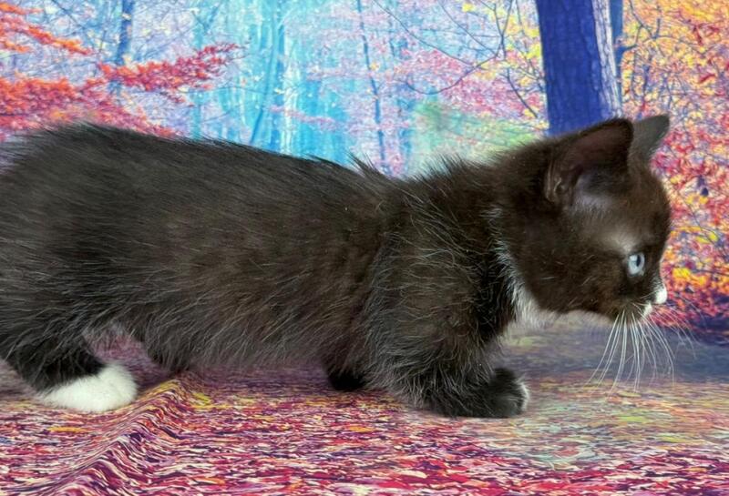 Zevs Munchkin male, black bicolour