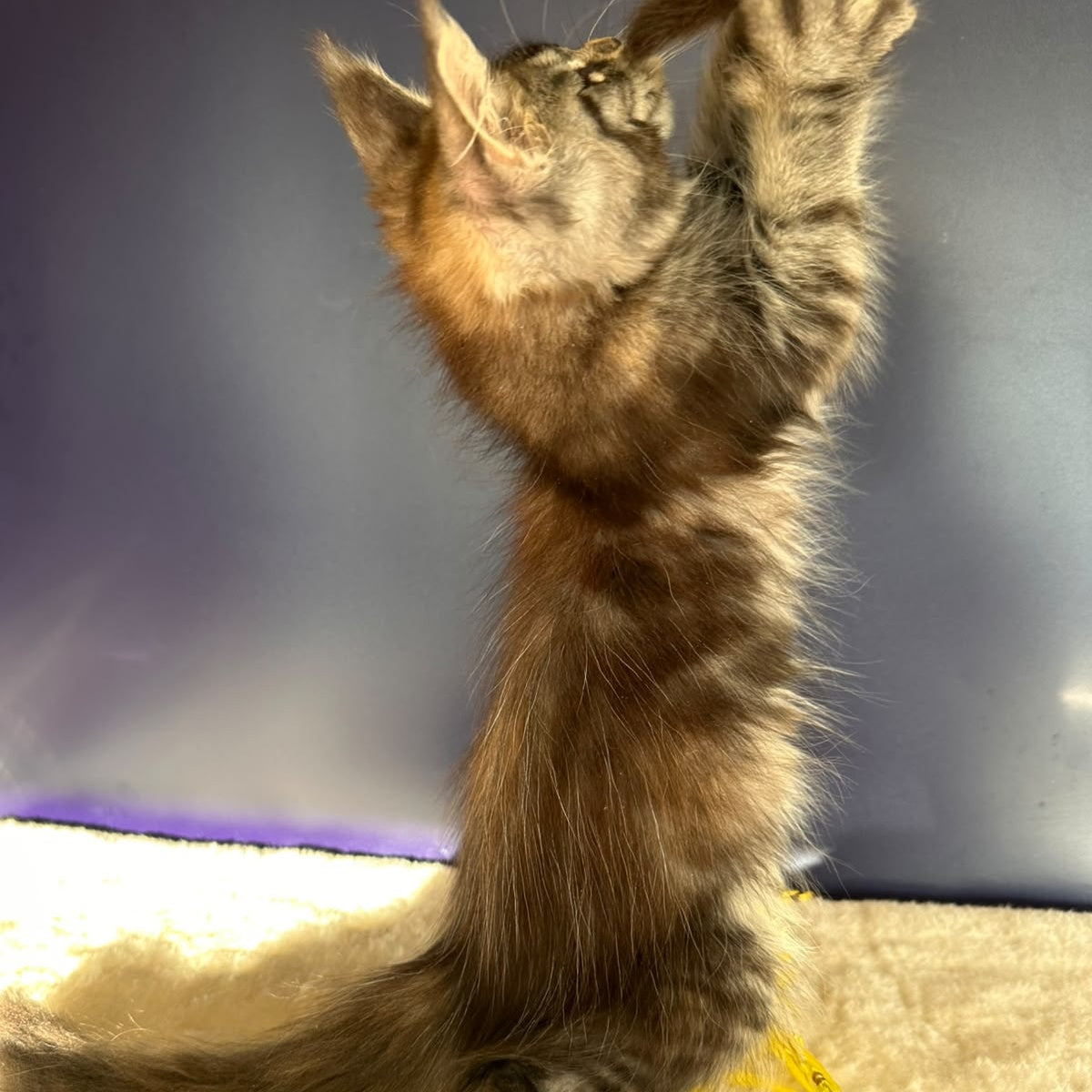 Taya Maine Coon female, black tortie tabby