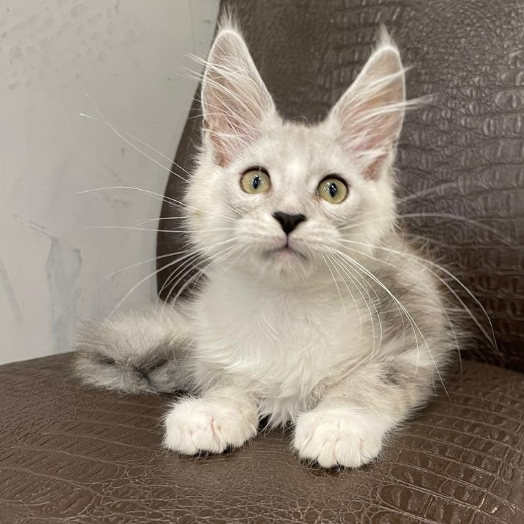 Kira Maine Coon female, black silver bicolour ticked tabby