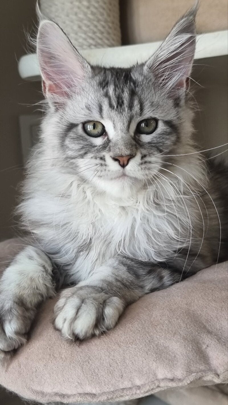 Dafna Maine Coon female black silver tabby - live animals
