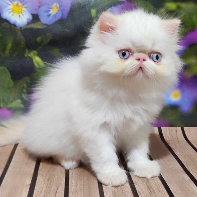Sultan Persian male, cream pointed