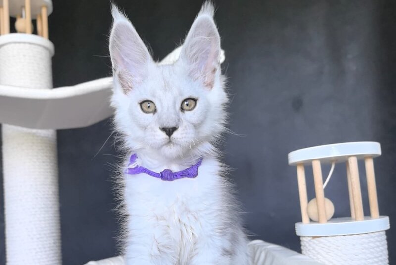 Ustin Maine Coon male, black silver tabby