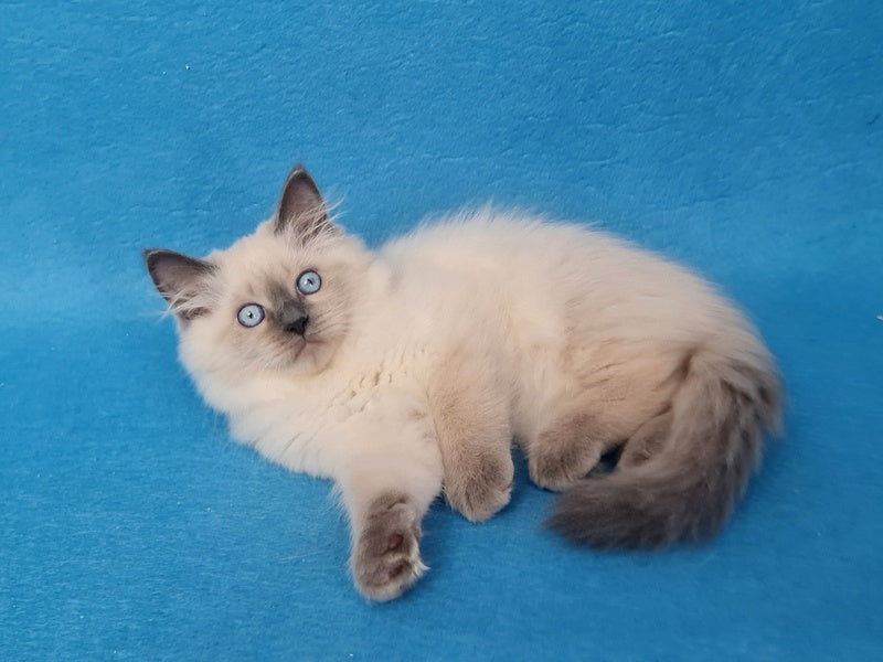 Archie Siberian male black pointed - live animals