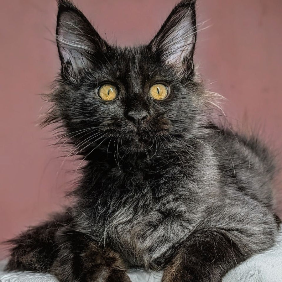 Wizard Maine Coon male, black