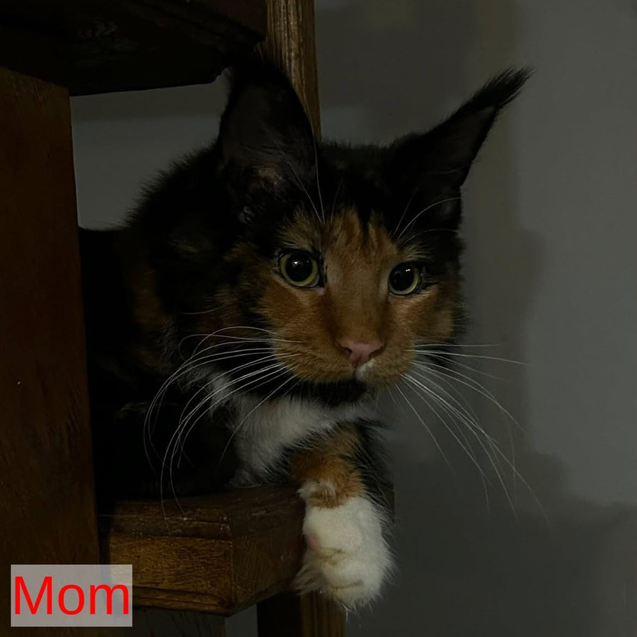 Adam Maine Coon male, red with white
