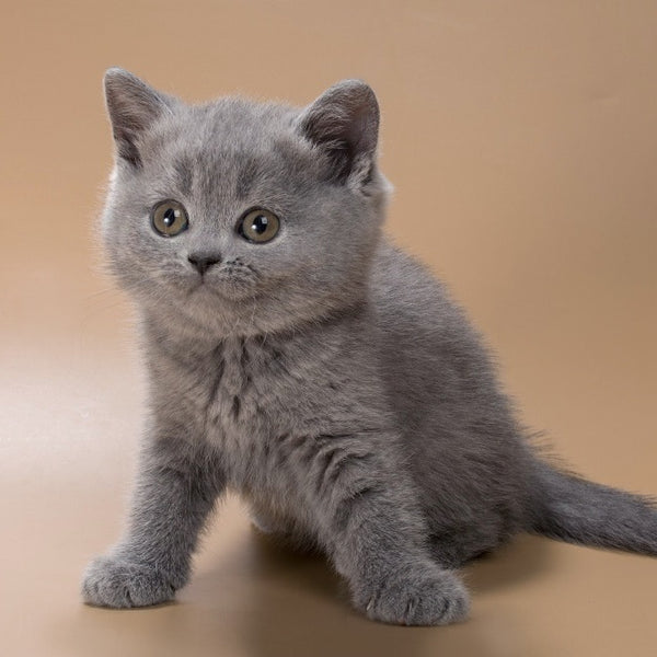 Rose British Shorthair female, blue
