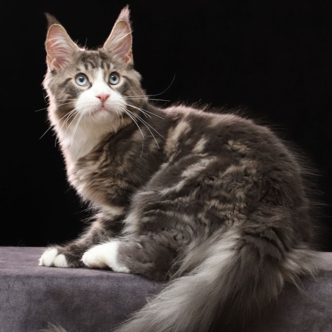 Rivaldo Maine Coon male, blue tabby bicolour