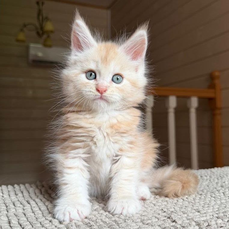 Champ Maine Coon male, red silver tabby