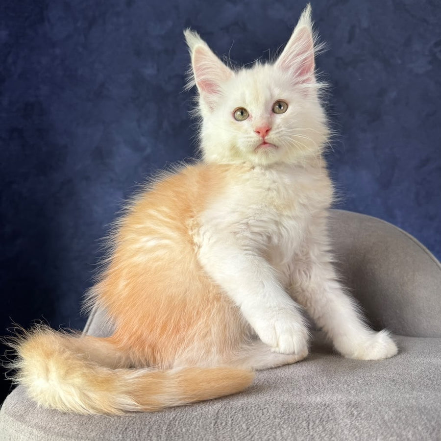 Sakson Maine Coon male, red silver ticked tabby