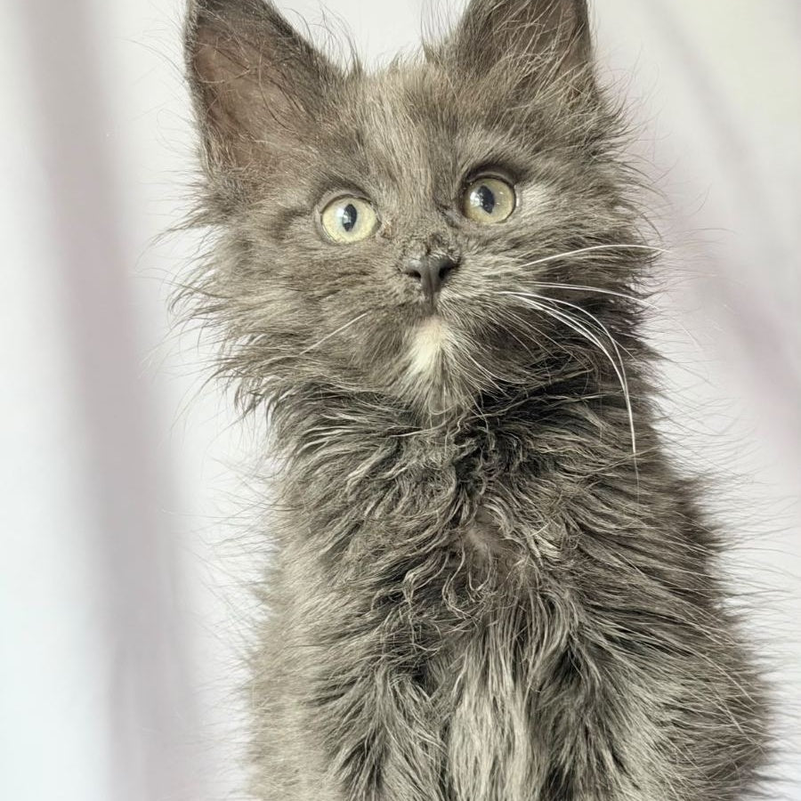 Nigel Maine Coon male, blue with white
