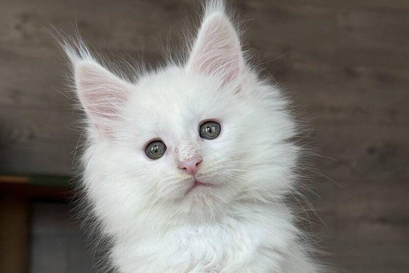 Indiana Maine Coon male, white
