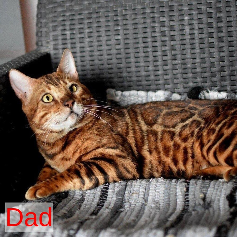 Perseus Bengal male, black spotted tabby