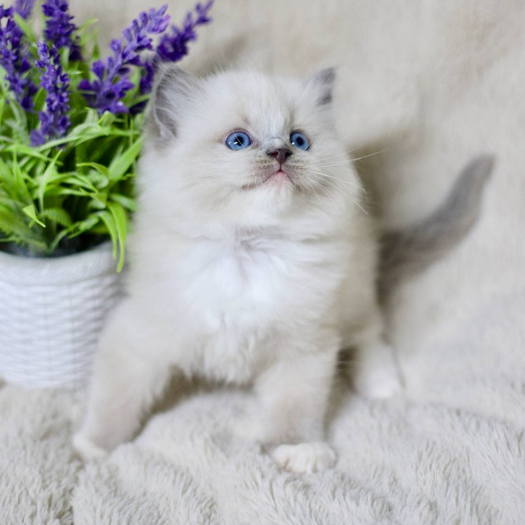 Roddy Ragdoll male, blue mitted