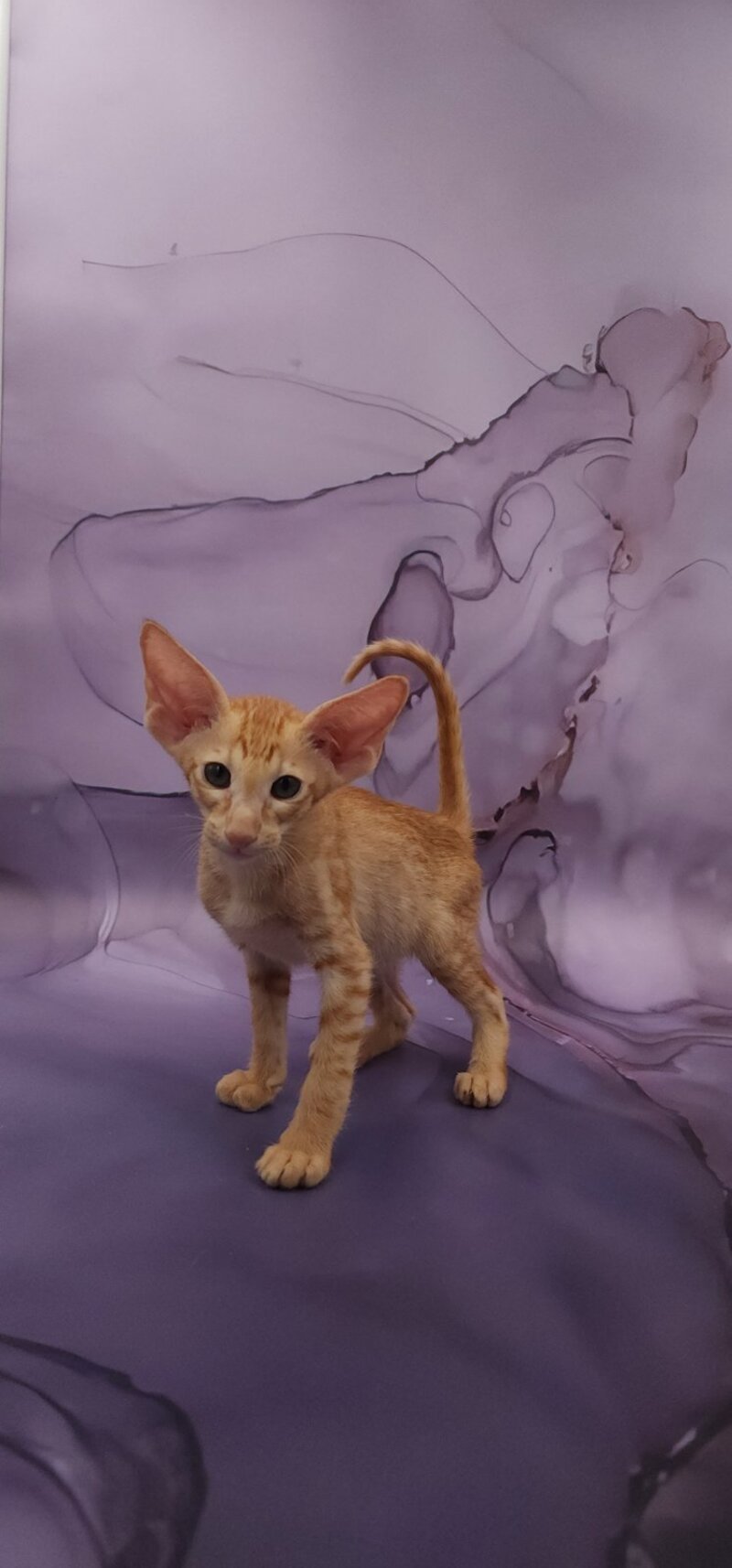 Sanrise Oriental Shorthair male, red spotted tabby