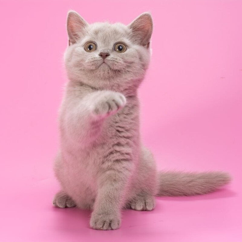 Oriana British Shorthair female, lilac